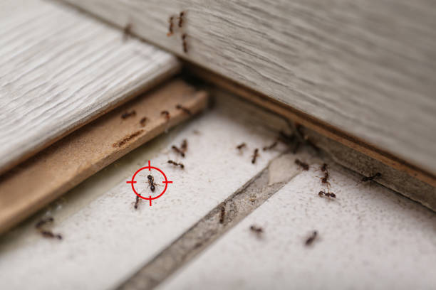 Best Best Pest Control Companies  in Burton, MI