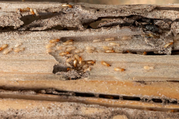Best Emergency Pest Control  in Burton, MI